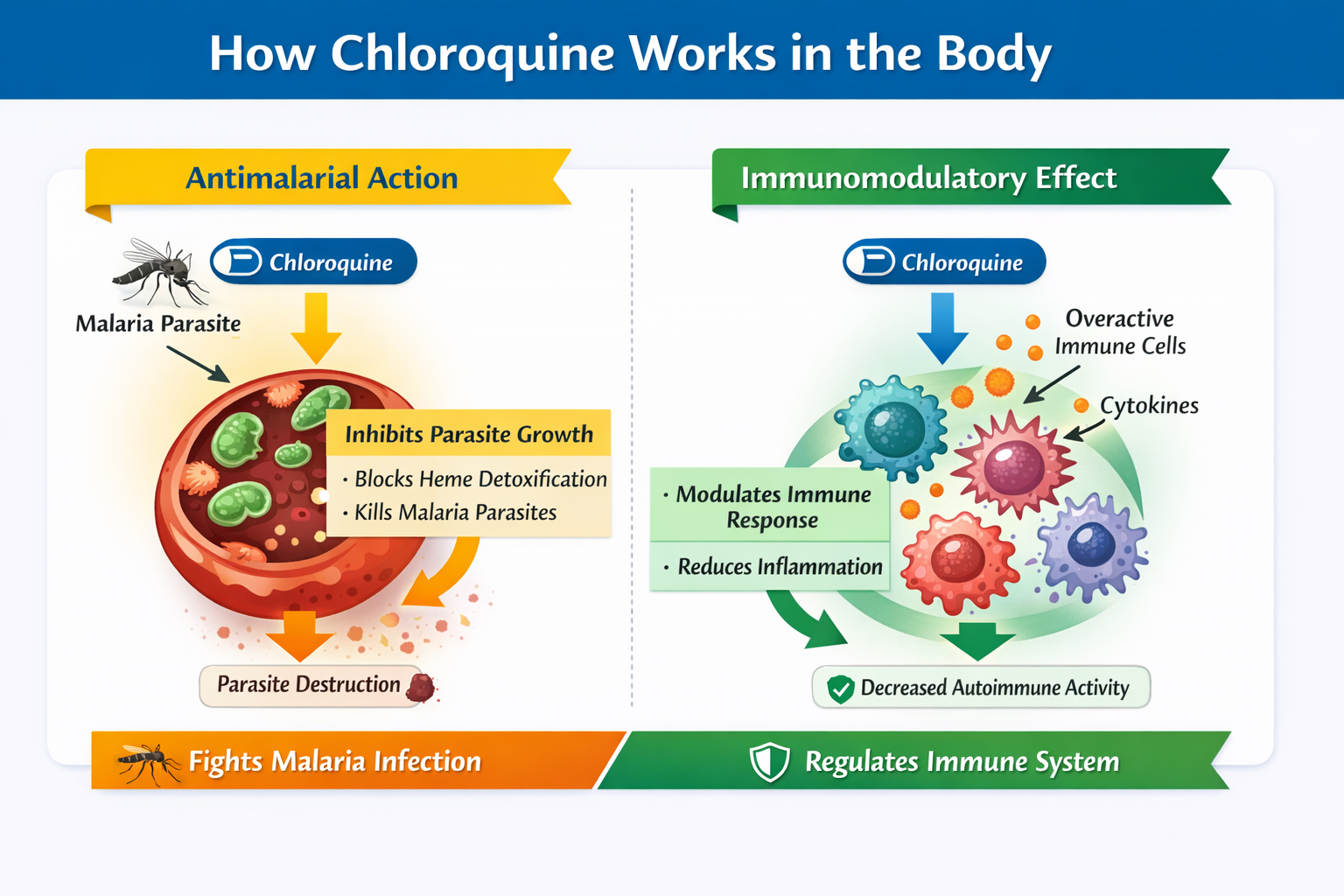 How chloroquine works